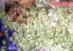 Mineralien Griechenland Lavrion Christiana Duftit