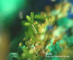 Mineralien Griechenland Lavrion Christiana Duftit