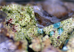 Mineralien Griechenland Lavrion Christiana Duftit
