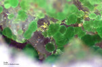 Mineralien Griechenland Lavrion Christiana Duftit