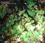 Mineralien Griechenland Lavrion Christiana Konichalcit