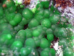 Mineralien Griechenland Lavrion Christiana Konichalcit