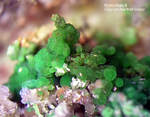 Mineralien Griechenland Lavrion Christiana Konichalcit