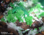 Mineralien Griechenland Lavrion Christiana Konichalcit