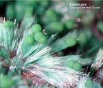 Mineralien Griechenland Lavrion Christiana Konichalcit