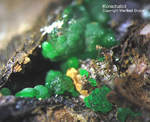 Mineralien Griechenland Lavrion Christiana Konichalcit