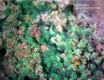Mineralien Griechenland Lavrion Christiana Konichalcit