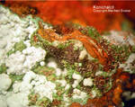Mineralien Griechenland Lavrion Christiana Konichalcit