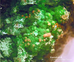 Mineralien Griechenland Lavrion Christiana Konichalcit