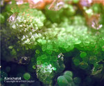 Mineralien Griechenland Lavrion Christiana Konichalcit