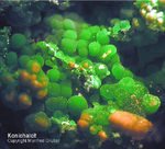 Mineralien Griechenland Lavrion Christiana Konichalcit