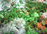 Mineralien Griechenland Lavrion Christiana Konichalcit