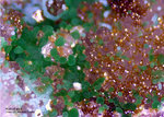 Mineralien Griechenland Lavrion Christiana Konichalcit