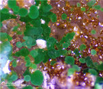 Mineralien Griechenland Lavrion Christiana Konichalcit