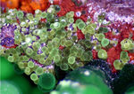 Mineralien Griechenland Lavrion Christiana Konichalcit