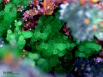 Mineralien Griechenland Lavrion Christiana Konichalcit
