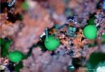 Mineralien Griechenland Lavrion Christiana Konichalcit
