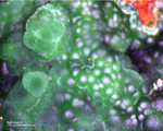 Mineralien Griechenland Lavrion Christiana Konichalcit
