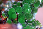Mineralien Griechenland Lavrion Christiana Konichalcit