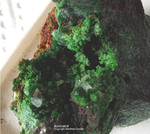 Mineralien Griechenland Lavrion Christiana Konichalcit