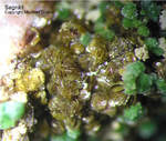 Mineralien Griechenland Lavrion Christiana Segnitit
