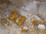 Mineralien Griechenland Lavrion Christiana Smithsonit