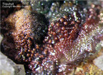 Mineralien Griechenland Lavrion Christiana Tripuhyit
