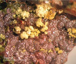 Mineralien Griechenland Lavrion Christiana Tripuhyit