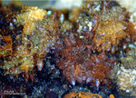 Mineralien Griechenland Lavrion Christiana Tripuhyit