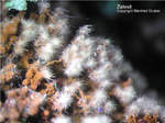 Mineralien Griechenland Lavrion Christiana Zálesíit