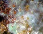 Mineralien Griechenland Lavrion Christiana Zálesíit