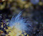 Mineralien Griechenland Lavrion Christiana Zálesíit