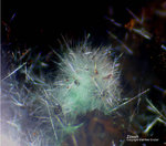 Mineralien Griechenland Lavrion Christiana Zálesíit