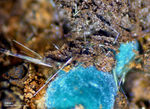Mineralien Griechenland Lavrion Christiana Zálesíit