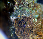 Mineralien Griechenland Lavrion Christiana Zálesíit