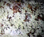 Mineralien Griechenland Lavrion Hilarion Adamin