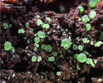 Mineralien Griechenland Lavrion Hilarion Adamin