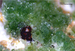 Mineralien Griechenland Lavrion Hilarion Adamin