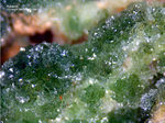 Mineralien Griechenland Lavrion Hilarion Adamin