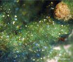 Mineralien Griechenland Lavrion Hilarion Adamin