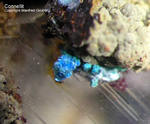 Mineralien Griechenland Lavrion Laurion Hilarion Connellit