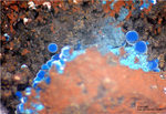 Mineralien Griechenland Lavrion Laurion Hilarion Connellit