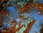 Griechenland Mineralien Lavrion Laurion Hilarion Cyanotrichit
