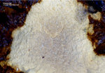 Mineralien Griechenland Lavrion Hilarion Kamarizait