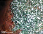 Griechenland Mineralien Laurion Hilarion Olivenit