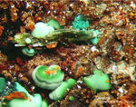 Griechenland Mineralien Laurion Hilarion Olivenit