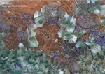 Griechenland Mineralien Laurion Hilarion Olivenit