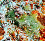 Griechenland Mineralien Laurion Hilarion Olivenit
