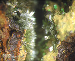 Griechenland Mineralien Laurion Hilarion Olivenit