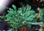Griechenland Mineralien Laurion Hilarion Olivenit